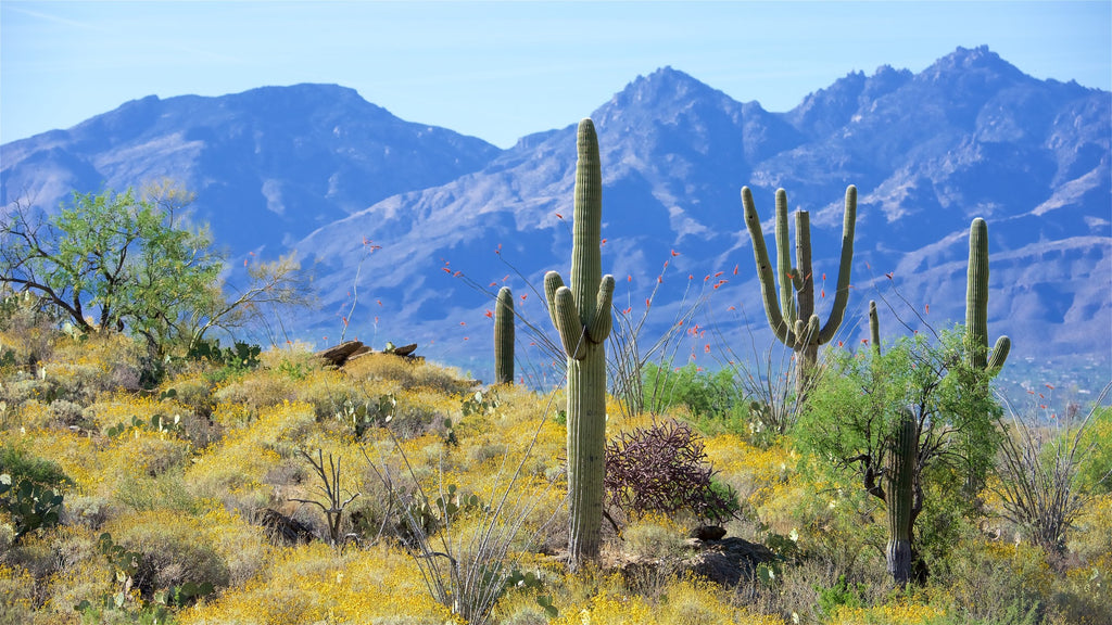 See CPAA Members at the Arizona Gem Shows!