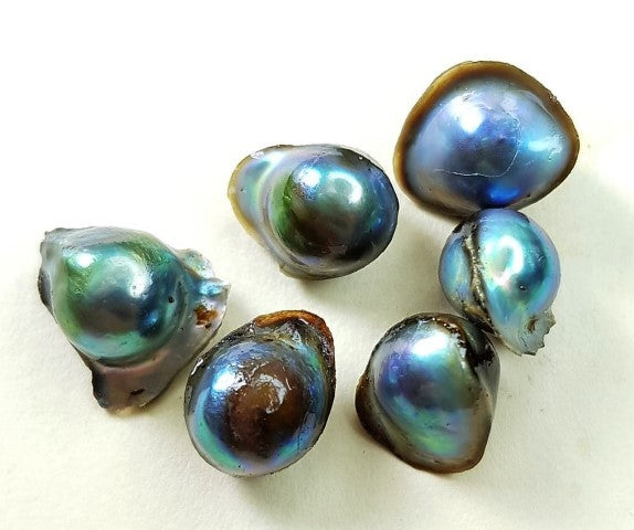 Cultured (Beaded) Abalone Pearls from Chile